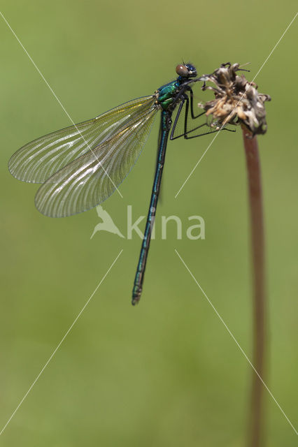 Iberische beekjuffer (Calopteryx xanthostoma)