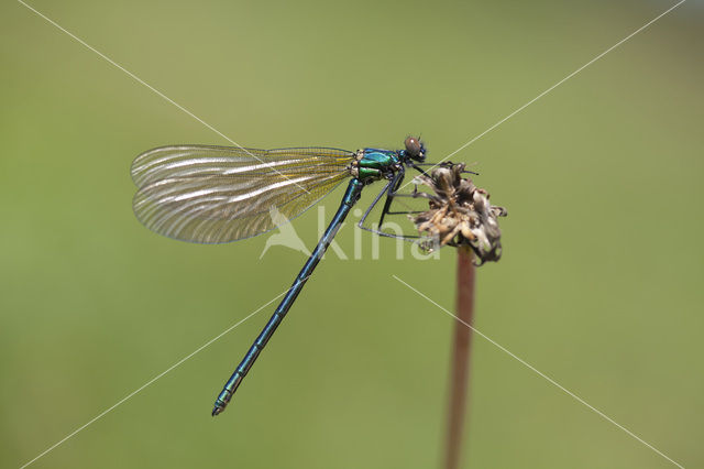 Western Demoiselle