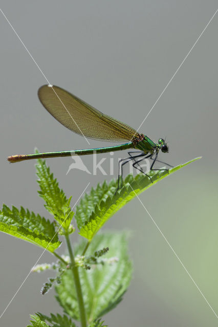 Iberische beekjuffer (Calopteryx xanthostoma)