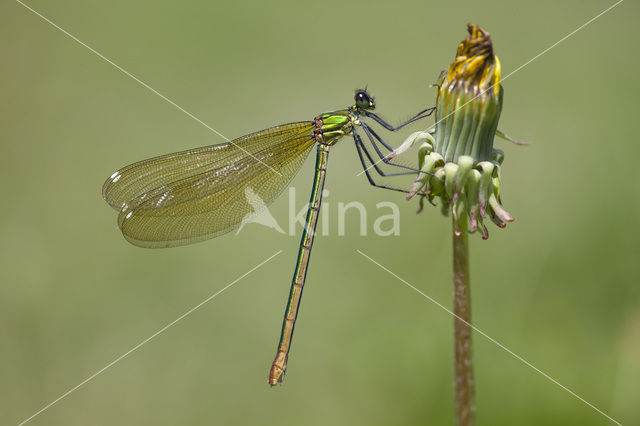 Iberische beekjuffer (Calopteryx xanthostoma)