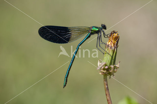 Iberische beekjuffer (Calopteryx xanthostoma)