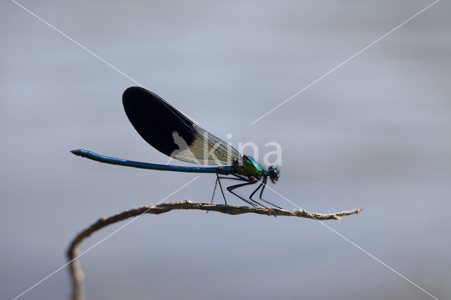 Western Demoiselle