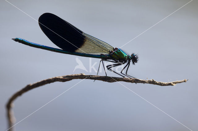 Iberische beekjuffer (Calopteryx xanthostoma)