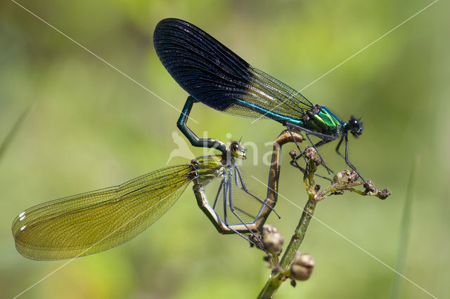 Iberische beekjuffer (Calopteryx xanthostoma)