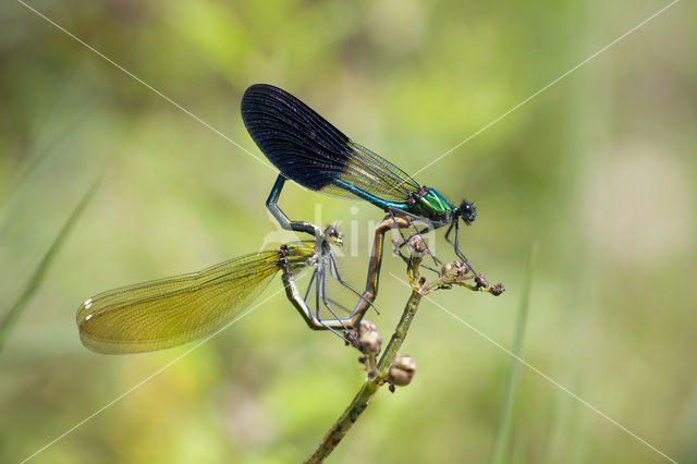 Iberische beekjuffer (Calopteryx xanthostoma)