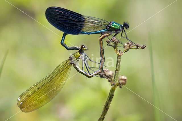 Western Demoiselle