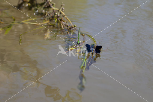 Western Demoiselle