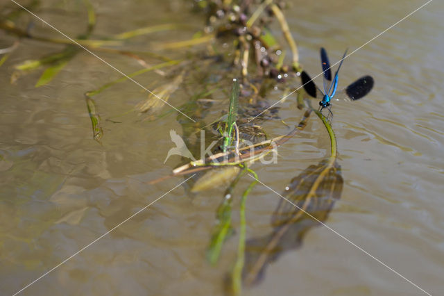 Iberische beekjuffer (Calopteryx xanthostoma)