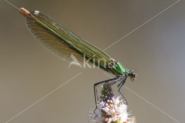 Iberische beekjuffer (Calopteryx xanthostoma)