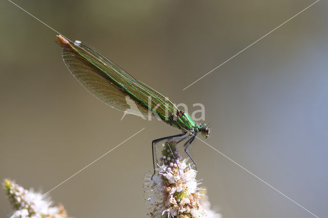 Iberische beekjuffer (Calopteryx xanthostoma)