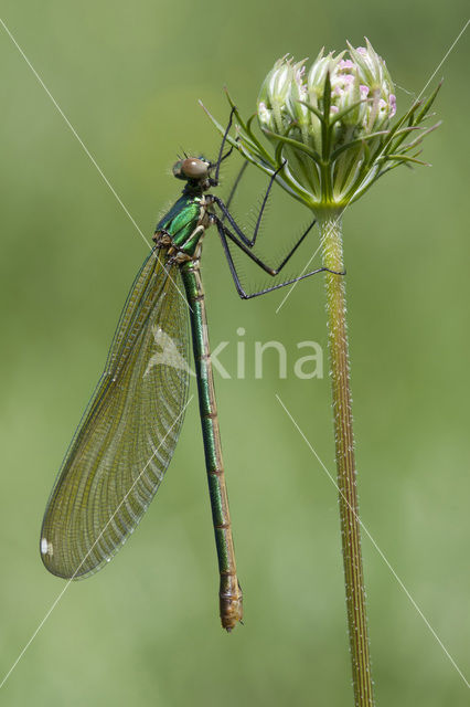 Western Demoiselle