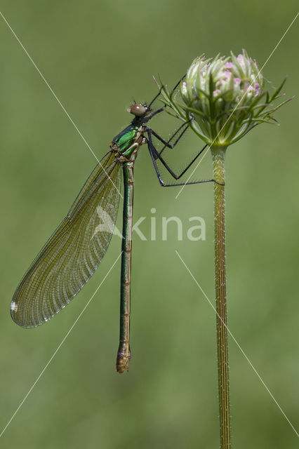 Iberische beekjuffer (Calopteryx xanthostoma)