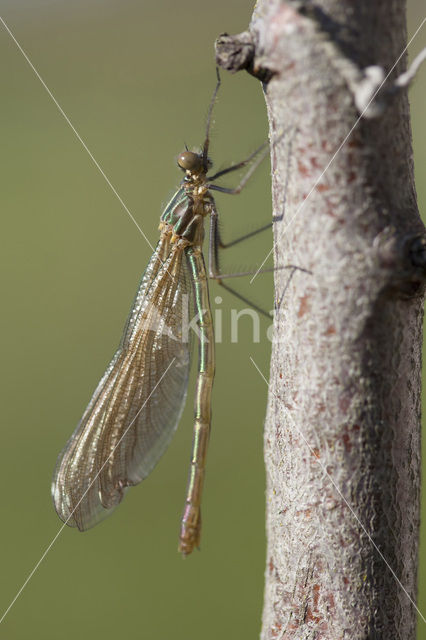 Iberische beekjuffer (Calopteryx xanthostoma)