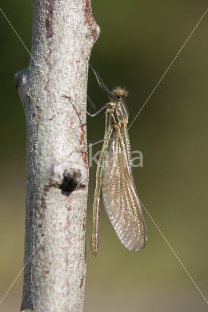 Western Demoiselle