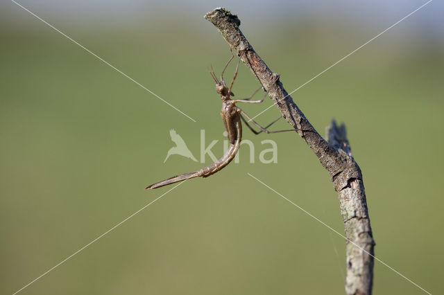 Iberische beekjuffer (Calopteryx xanthostoma)