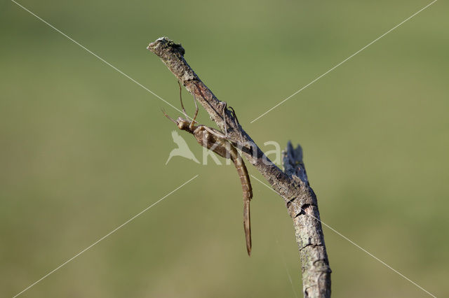 Iberische beekjuffer (Calopteryx xanthostoma)