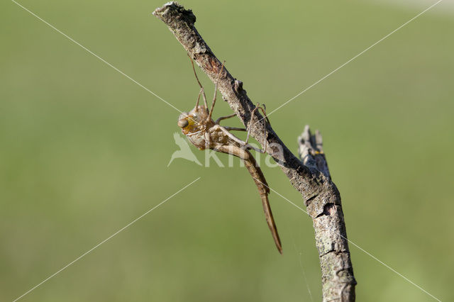 Iberische beekjuffer (Calopteryx xanthostoma)