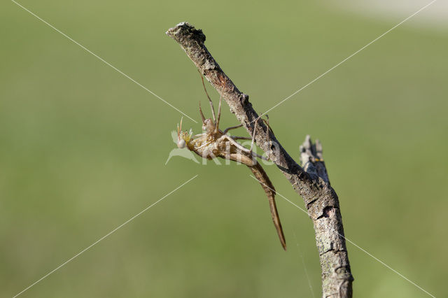 Iberische beekjuffer (Calopteryx xanthostoma)