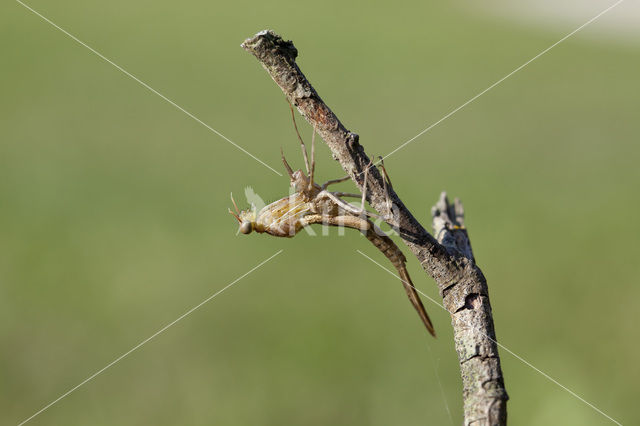 Iberische beekjuffer (Calopteryx xanthostoma)