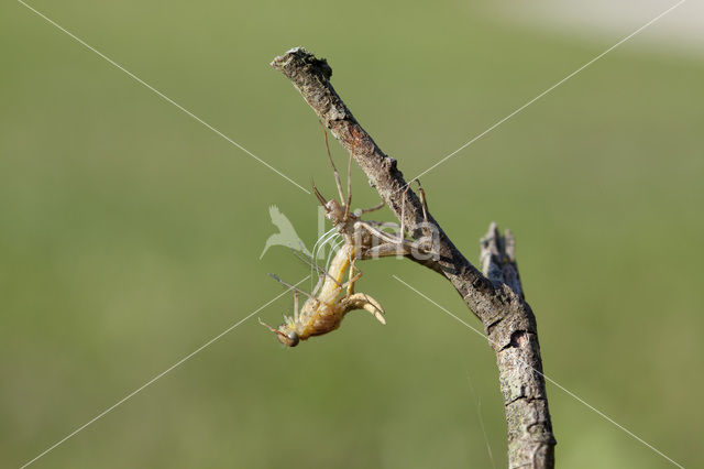 Iberische beekjuffer (Calopteryx xanthostoma)