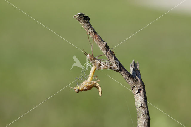 Iberische beekjuffer (Calopteryx xanthostoma)