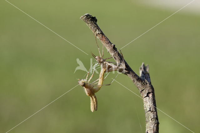 Iberische beekjuffer (Calopteryx xanthostoma)