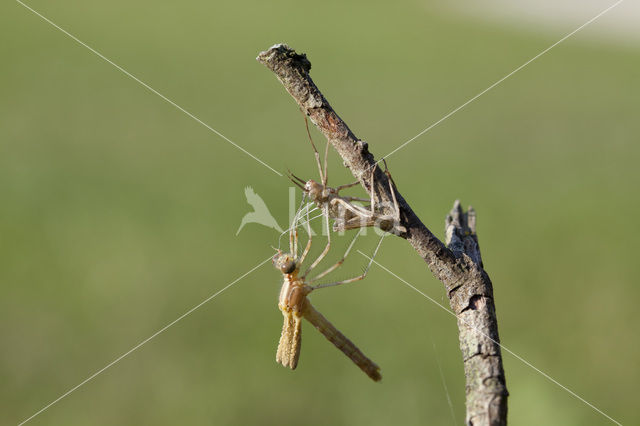 Iberische beekjuffer (Calopteryx xanthostoma)