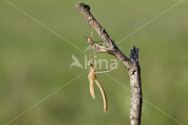 Iberische beekjuffer (Calopteryx xanthostoma)