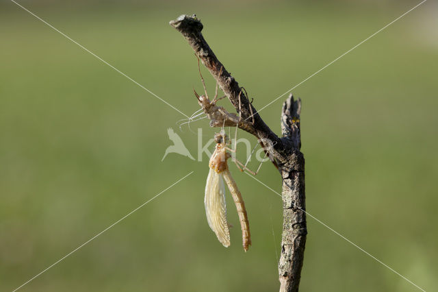 Iberische beekjuffer (Calopteryx xanthostoma)