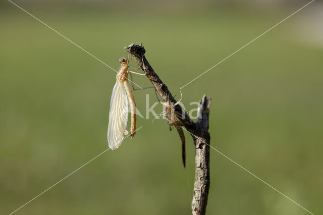 Western Demoiselle