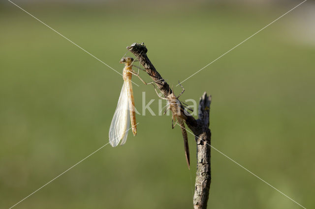 Iberische beekjuffer (Calopteryx xanthostoma)