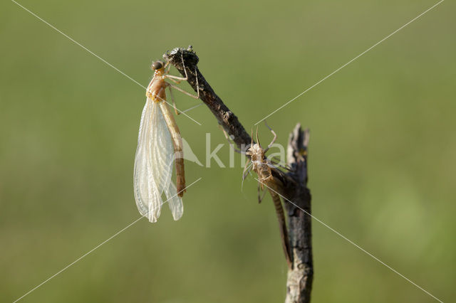 Iberische beekjuffer (Calopteryx xanthostoma)