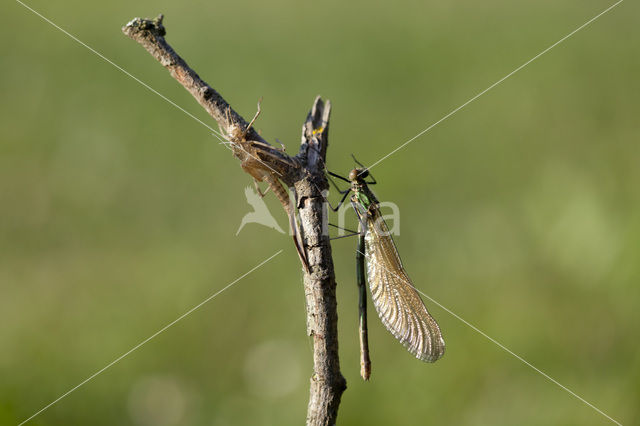 Iberische beekjuffer (Calopteryx xanthostoma)