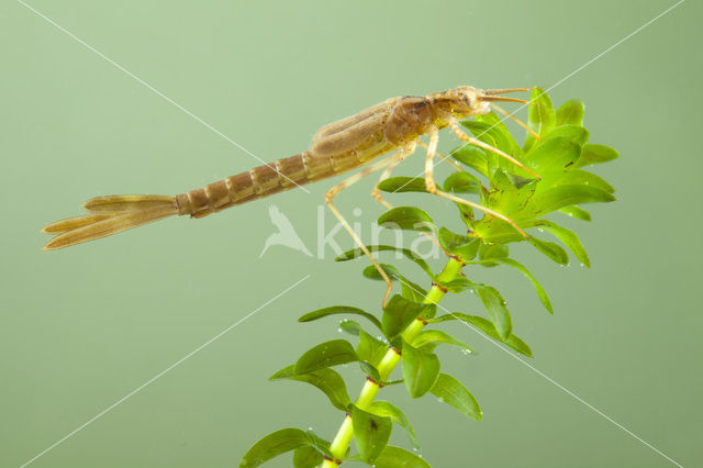 Iberische beekjuffer (Calopteryx xanthostoma)