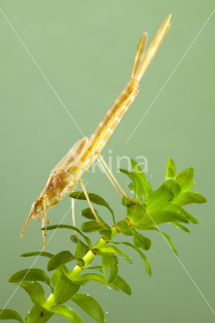 Iberische beekjuffer (Calopteryx xanthostoma)