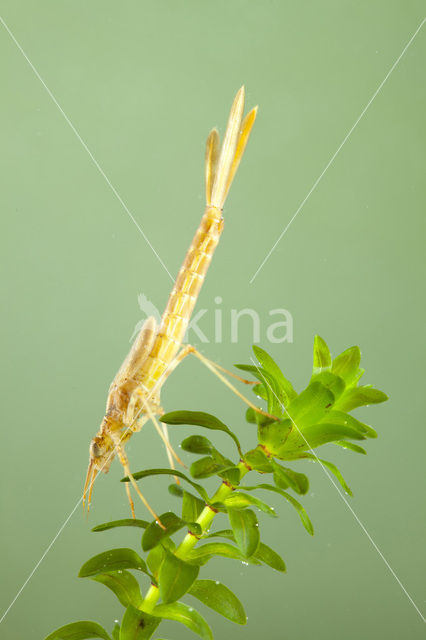 Iberische beekjuffer (Calopteryx xanthostoma)