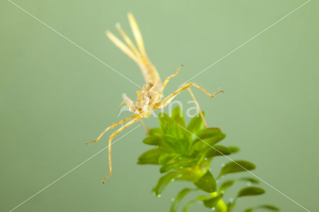 Iberische beekjuffer (Calopteryx xanthostoma)