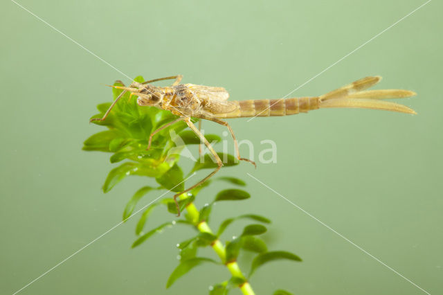 Iberische beekjuffer (Calopteryx xanthostoma)