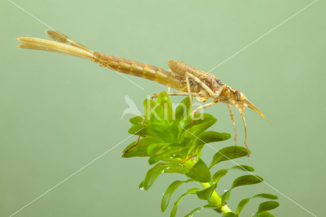 Iberische beekjuffer (Calopteryx xanthostoma)