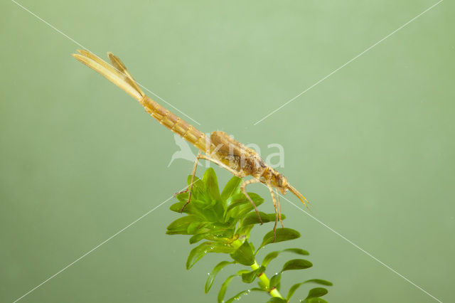 Iberische beekjuffer (Calopteryx xanthostoma)