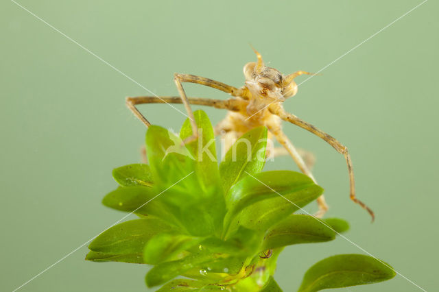 Iberische beekjuffer (Calopteryx xanthostoma)