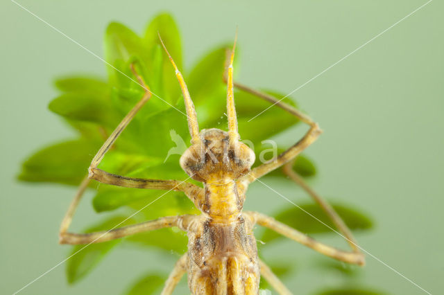 Iberische beekjuffer (Calopteryx xanthostoma)