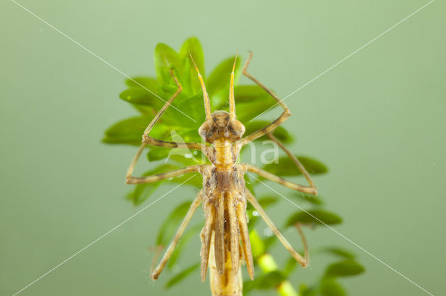 Iberische beekjuffer (Calopteryx xanthostoma)