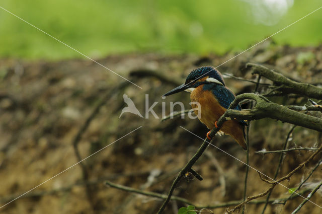 IJsvogel (Alcedo atthis)