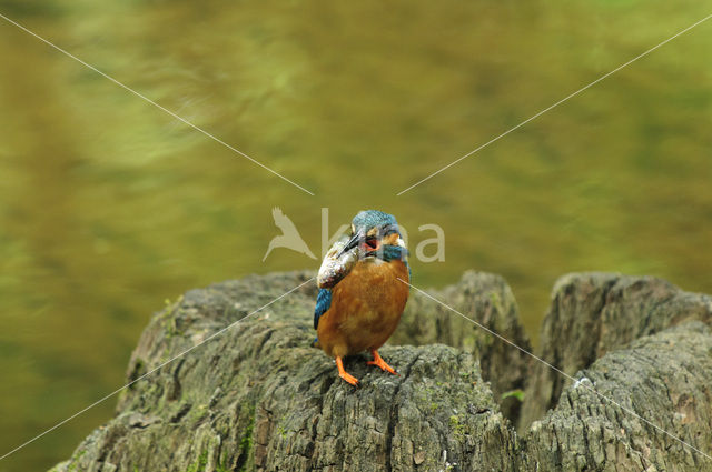 IJsvogel (Alcedo atthis)