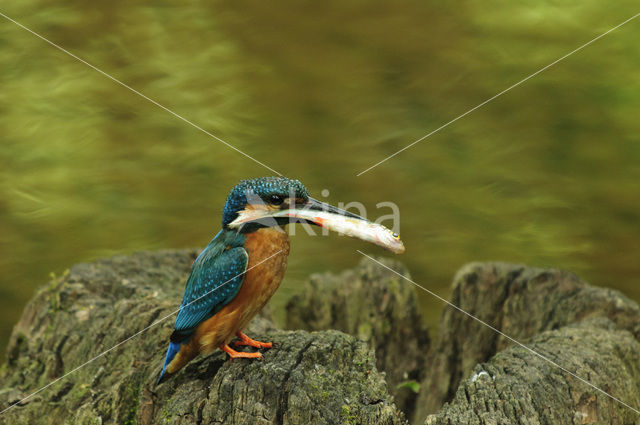 IJsvogel (Alcedo atthis)