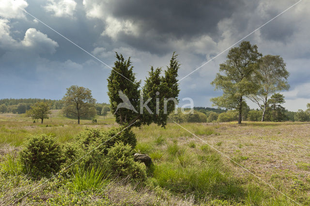 common juniper (Juniperus communis)