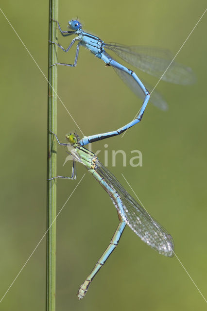 Kanaaljuffer (Erythromma lindenii)