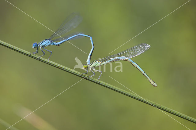 Kanaaljuffer (Erythromma lindenii)