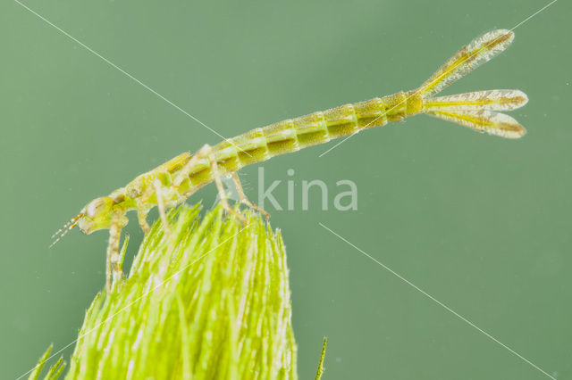 Kanaaljuffer (Erythromma lindenii)